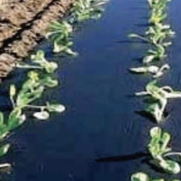 Biodegradable Mulch Film